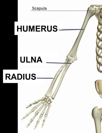Bones of the Arm Ulna goes to