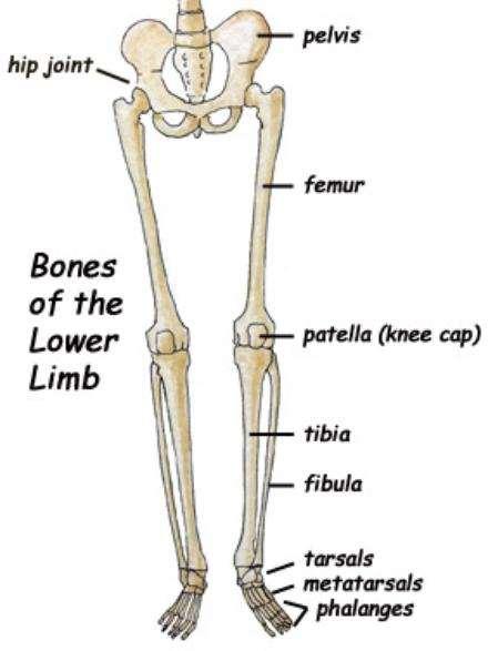 Bones of the Leg Femur upper leg