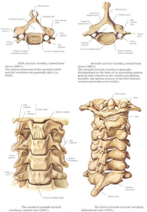 Cervical verterbrae: