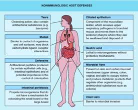 Nonimmunologic Host Defenses 19 Normal Flora of GI 20 Internal defenses Natural immunity