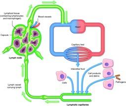 Lymphatic System 25 Internal defenses Acquired immunity Physiology of antigens and immune response Body recognizes foreign substances, antigens Enhancement to inflammatory response Builds memory for