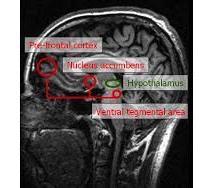 How the Brain Processes Anger Hypothalamus