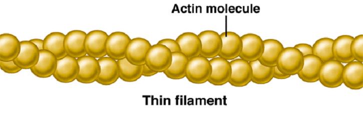 Structure of Thin Filaments The thin filament (F-actin) called actin is a polymer of G-actin