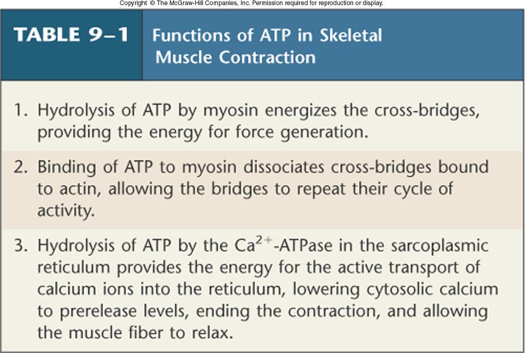 ATP versus Calcium Supply Of the two important molecules for muscular contraction,