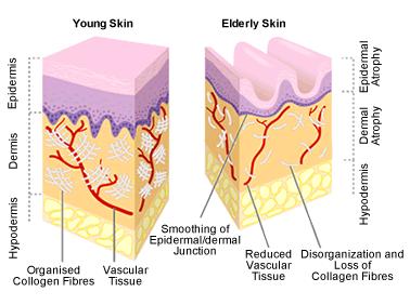 Skin : 1. Atrophy of the epidermis occurs & turnover rate of cells decreases with age 2.