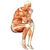 Musculoskeletal System : 1. The age-dependent decline in body mass due to loss & atrophy of muscle cells. 2.