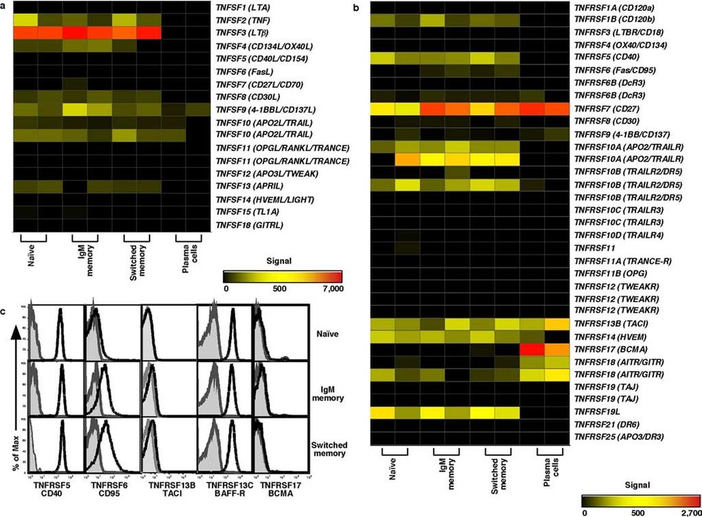 892 FACTORS REGULATING SECONDARY HUMORAL RESPONSES FIGURE 1. Expression of TNFSF and TNFRSF members by B cell subsets.