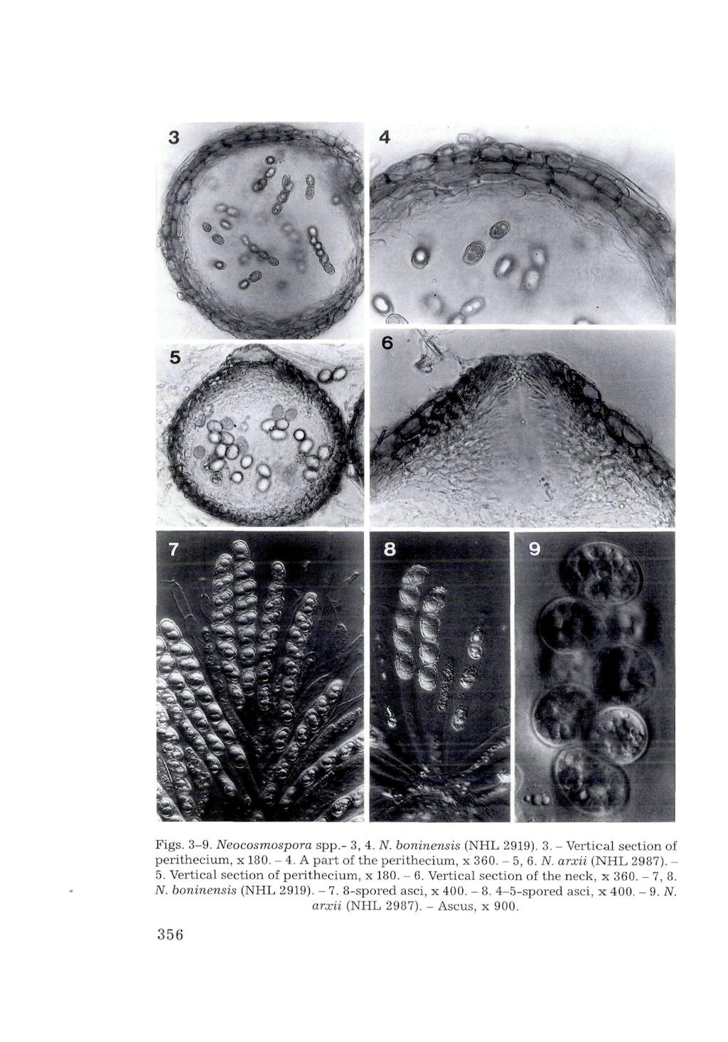 Verlag Ferdinand Berger & Söhne Ges.m.b.H., Horn, Austria, download unter www.biologiezentrum. Figs. 3-9. Neocosmospora spp,- 3, 4. N. boninensis (NHL 2919). 3. - Vertical section of perithecium, x 180.