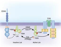 Coordinate regulation of Src family kinase activity by CD45, Csk and