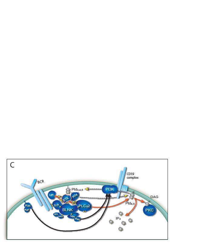 BCR-driven PLCγ Signaling Step 3- Btk-mediated PLC