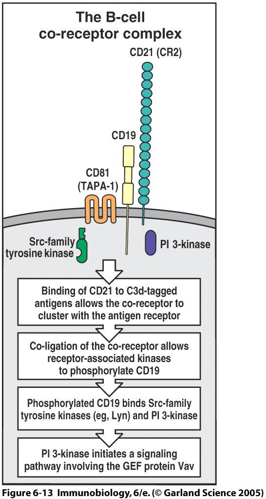 Signal integration: Example 2: Signal amplification by CD19 B-cell CD19/CD21/ CD81 coreceptor complex enhances B- cell antigen