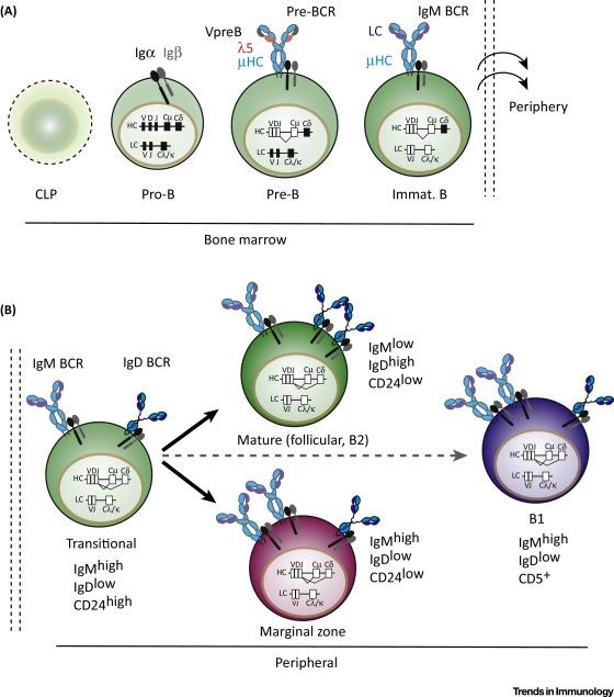 Differential IgM and IgD Expression during B cell development Elias Hobeika et al: Control of B Cell