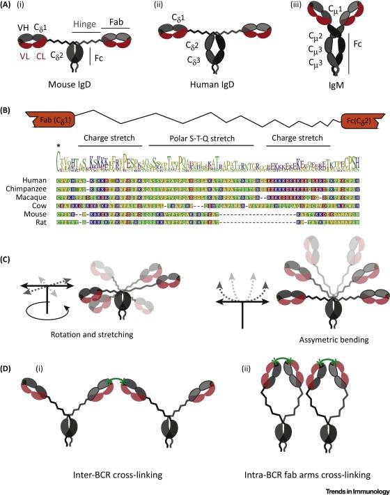 Unique structure of IgD and the flexible orientation of its antigen-binding Fab arms Elias Hobeika et al: Control of