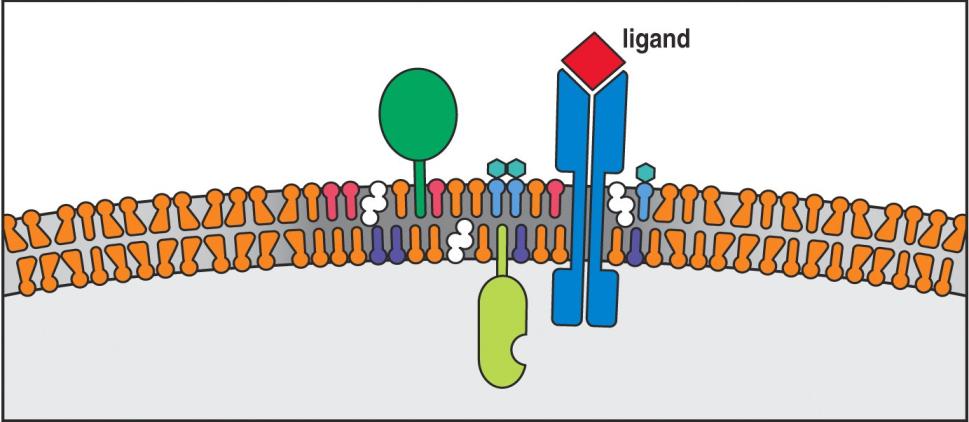 Unique problem of infinitely variable an>gen receptors Surface receptors designed for specific ligands can achieve precise changes in shape or location to induce signaling BUT: How do you design a