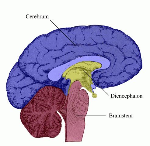 Brain Organization : cortex, basal ganglia, limbic lobe : thalamus,