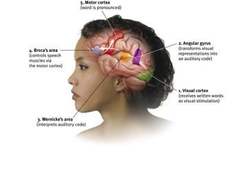 and occipital lobes that is deals with body sensations. It includes the (somato)sensory cortex.