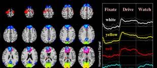 2010 fmri Course 41 N=12 Baseline Simulated Driving Results * Drive Watch Higher Order Visual/Motor: Increases during