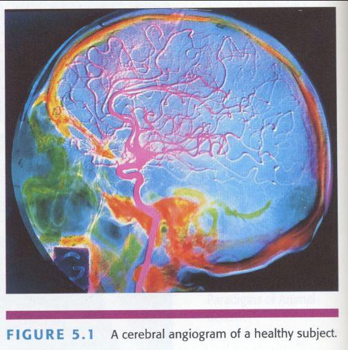 Methods of Visualizing the Living Human Brain! Contrast X-rays! Computerized Tomography (CT)! Magnetic Resonance Imaging (MRI)! Positron Emission Tomography (PET)! Functional MRI!