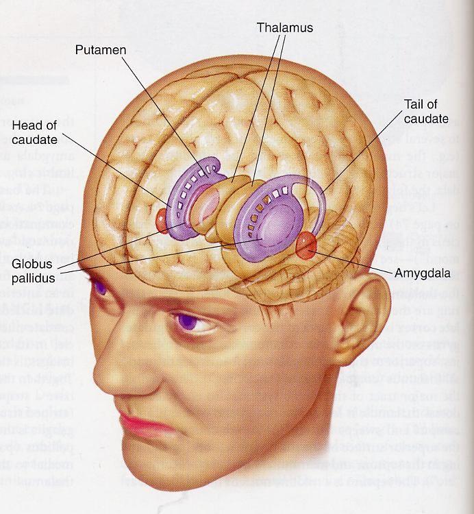 Neurobiology of Acupuncture Where is somatosensory cortex? Where is nucleus accumbens?