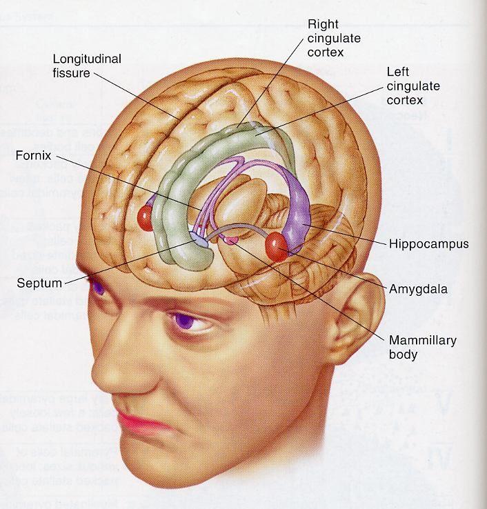 ACUP Region Affected and Why somatosensory cortex increased somatosensation of the needle being inserted thalamus and hippocampus