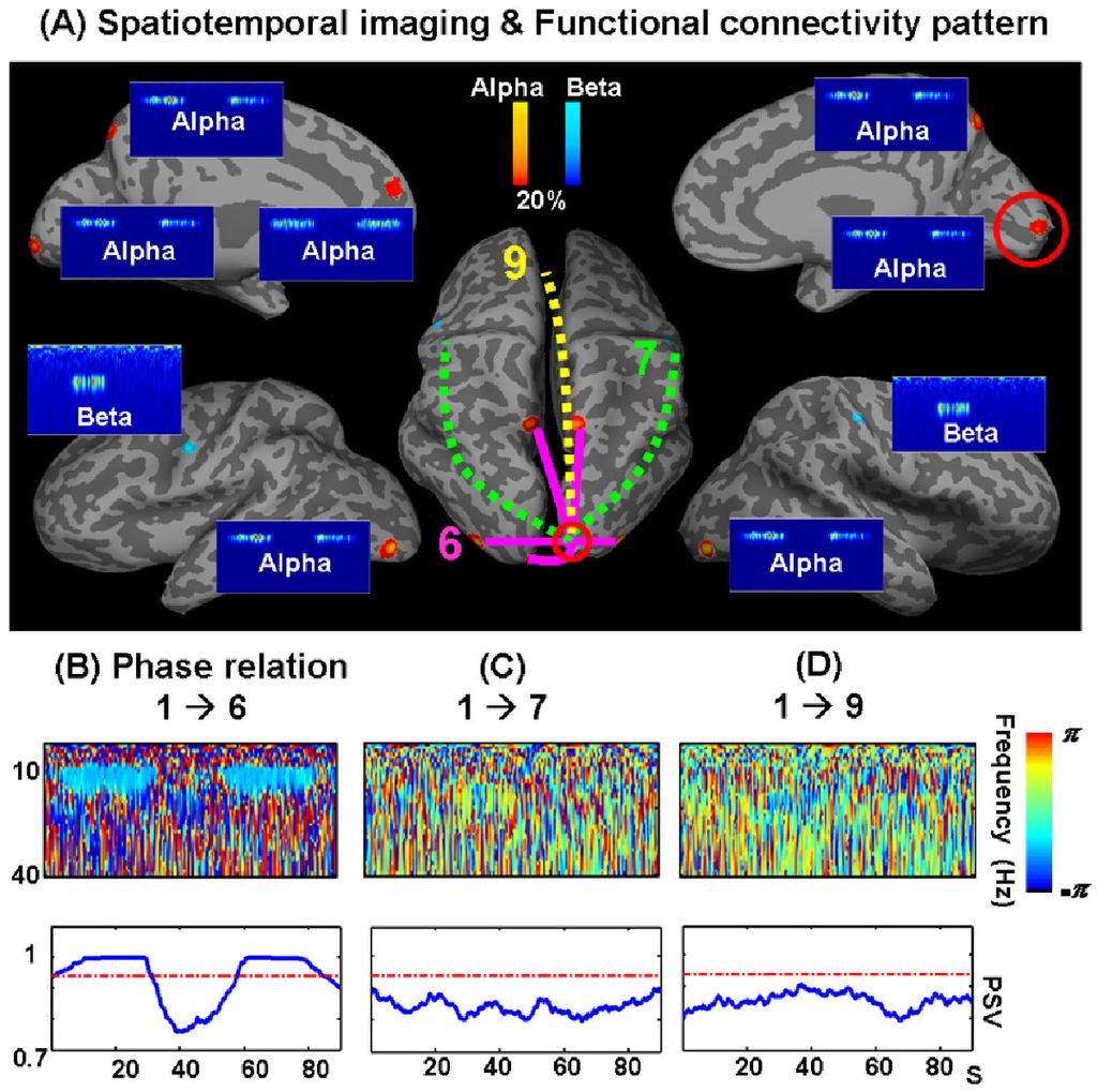 Yang et al. Page 21 Fig. 4. Spatio-temporal imaging and estimation of phase relations.