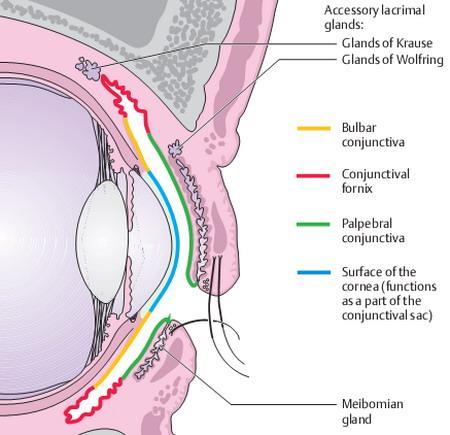 Lecture: 6 & 7 Applied anatomy: Disorders of the conjunctiva طب بغداد 2015-2016 The conjunctiva is a transparent mucous membrane lining the inner surface of the eyelids and the surface of the globe