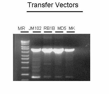 Figure 3.2. PCR Amplification of Transfer Vector Sequences. PCR amplification of 46 and 44 kbp are shown. 3.2 Transfection Efficiency of MD5 Meq + Transfer Vectors In our first attempt at transfection, we did not obtain adequate plaques to harvest for inoculation into chickens.