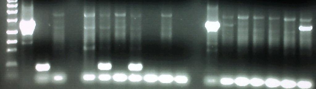 PBMC SPC MR C1 C2 C3 1 2 3 4 5 6 7 1 2 3 4 5 6 7 Figure 3.8 PCR Screening for Recombinant MDVs in Contact-exposed Chickens. A picture of an agarose gel of meq PCR amplicons is shown above.