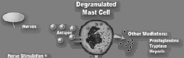 confined to the suppression of mast cells, their degranulation and