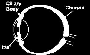 ciliary body, and choroid).