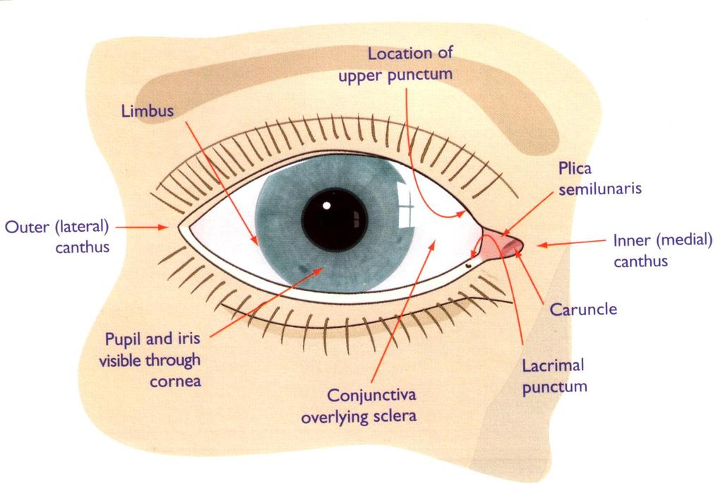 General appearance The eye is one of the few organs of the body which can be looked at