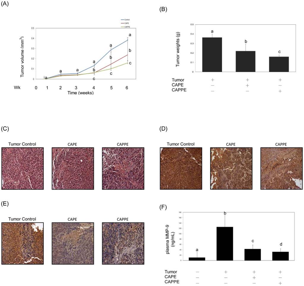 Figure 8. Consumption of CAPE or CAPPE suppressed the growth of colorectal tumor in a mouse xenograft model.