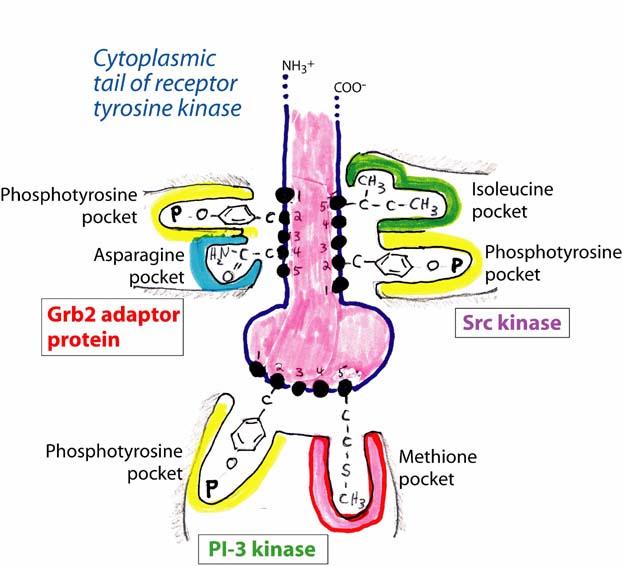 Growth factor signaling through Ras The presence of phosphotyrosine residues on the EGF receptor cytoplasmic tail creates a protein docking, surface for intracellular adaptor proteins containing a