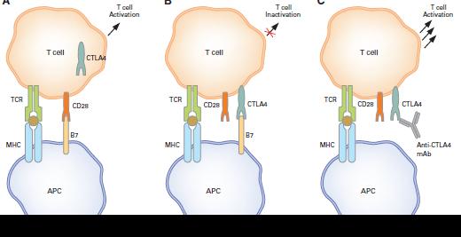 Anti-CTLA-4 Antibodies Anti-PD-1/PD-L1 Antibodies Fong et al, 2008 Topalian et al, 2012