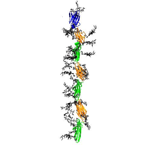 Carcinoembryonic antigen (CEA) A 70kDa protein with 3 conserved repeat