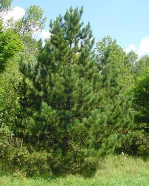 Red Spruce Picea rubens Native to eastern North America Perennial Coniferous Live for