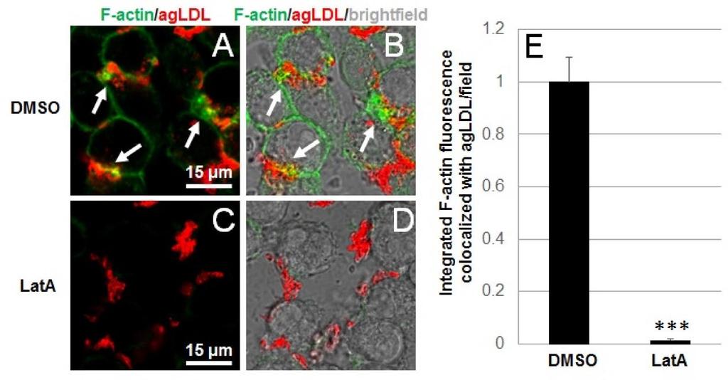 Figure S2. Actin polymerization is inhibited under conditions that inhibit macrophage plasma membrane contact with agldl.