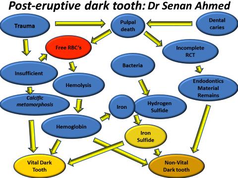 Single Dark Tooth Bleaching -Tooth may be vital or non-vital. --Treat teeth as vital unless periapical radioleuncy Haywood V, Diangelis A.