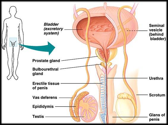Male reproductive anatomy During fetal development, testes move from