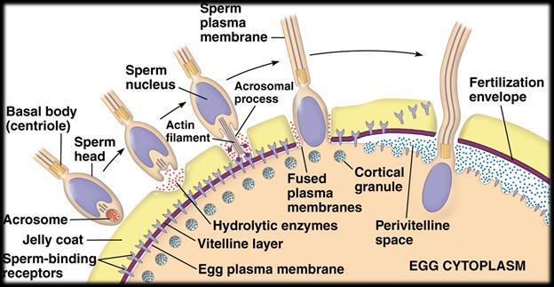acts on Sertoli cells for sperm