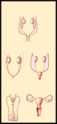 absent Male Female penis ovary