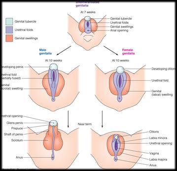 Differentiation of genitalia