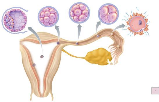 Fertilization Trophoblast Implants the embryo Ovulation
