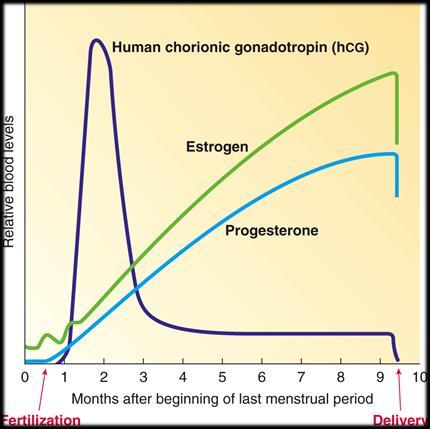 chorionic gonadotropin (hcg) Estrogen Progesterone Fertilization Delivery Question: What are some