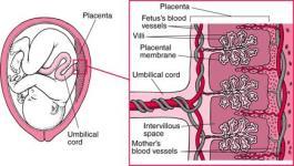 The placenta cannot make estrogen or progesterone on its own A placenta can be insufficient to