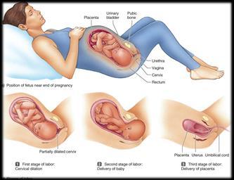 Question: How does the body change during pregnancy? movie Getting ready for birth.
