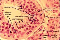 Sperm production Ductus deferens Epididymis The cells of Leydig in testes secrete Seminiferous testosterone (T)