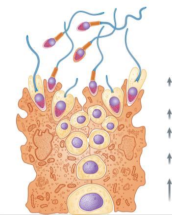 Sperm production Epididymis Spermatogenesis: spermatogonia (2N) Seminiferous tubules spermatozoa (N) Lumen of