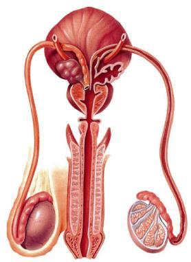 deferens Making something to swim in Seminal vesicle Ductus deferens Testis Urinary bladder Prostate gland