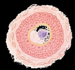 Looking within the ovary
